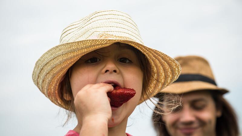 Erdbeeren selber pflücken: So gelingt das Familien-Erlebnis Wer kann bei firschen Erdbeeren schon widerstehen?