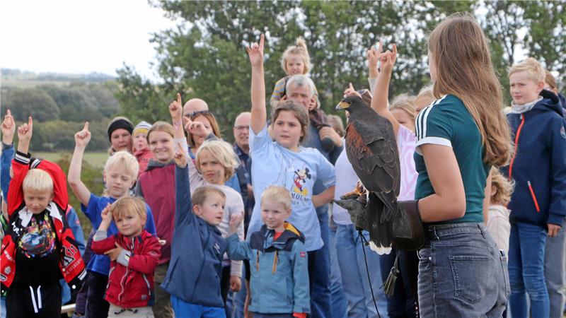 Wer möchte einmal den Greifvogel auf dem Arm haben? Bei der Falkner-Vorführung auf der Pfalz Werla schießen die Finger der jungen Besucher nach oben.