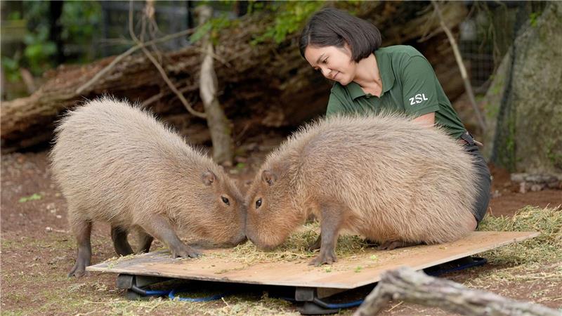 Bilder des Tages Wer wiegt mehr? Einmal im Jahr wird im Londoner Zoo jedes Tier gewogen. Welches der beiden Wasserschweine hat hier wohl die Nase vorn?
