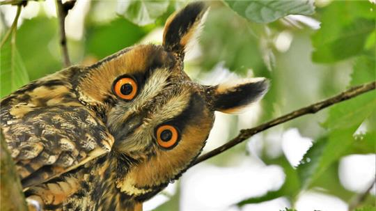 Wer wird Vogel des Jahres? Zur Wahl steht unter anderem die Waldohreule.