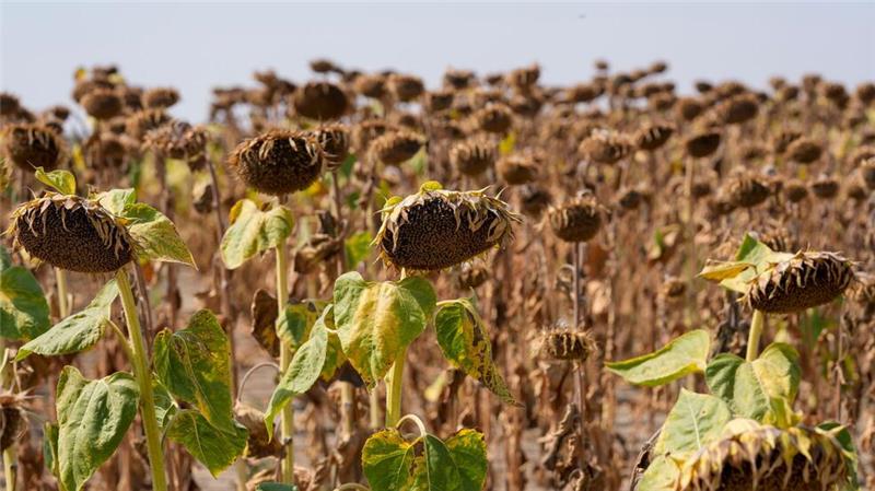 UN-Bericht: Landflächen sind trockener geworden Werden Regionen trockener, trifft das die Landwirtschaft. (Archivbild)