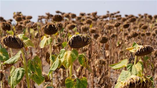 Werden Regionen trockener, trifft das die Landwirtschaft. (Archivbild)