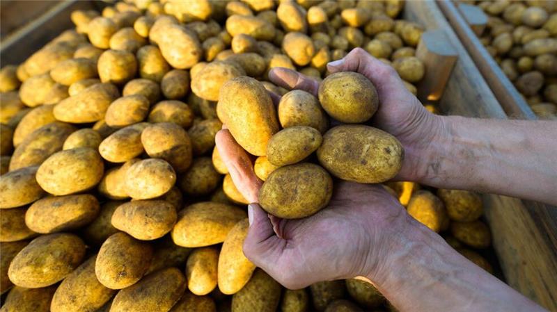 Kulinarisch und kulturell: Comeback der Kartoffel? Werden sie mal Pommes, Püree oder Chips? Ein Landwirt hält frisch geerntete Kartoffeln der Sorte Lea in den Händen. (Foto: Archiv)