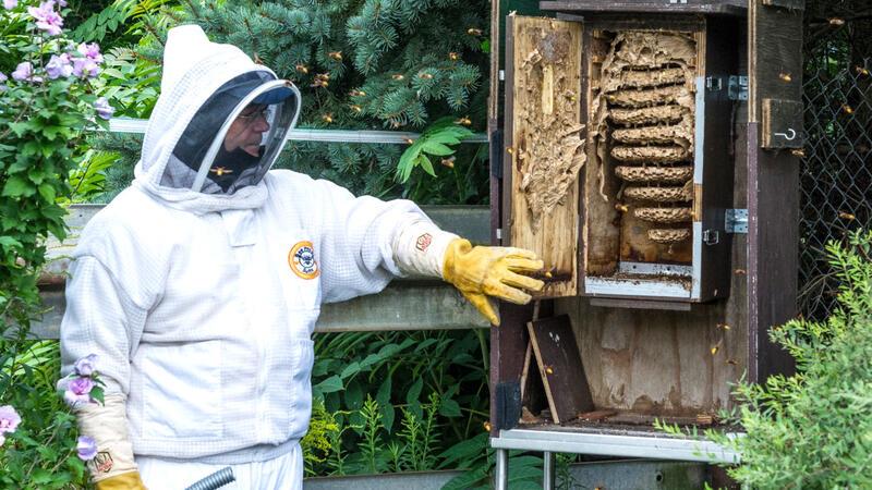 Wespen und Hornissen dürfen nur in Ausnahmen umgesiedelt werden Wespenberater Peter Tauchert bei der Arbeit.