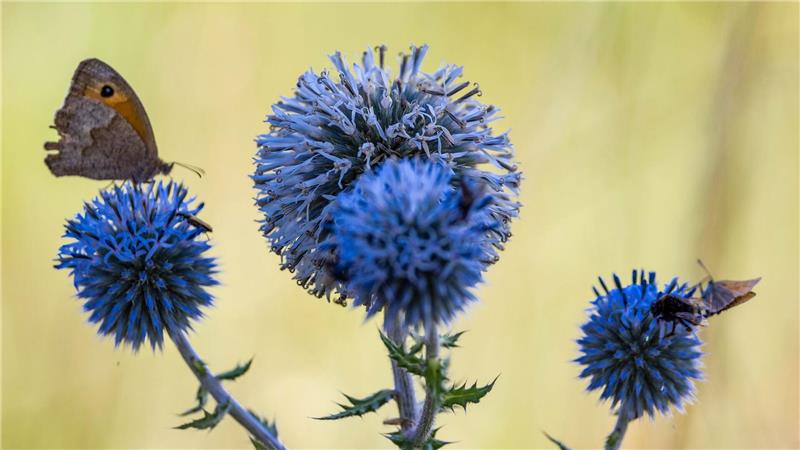 Bilder des Tages Wetter in Sachsen-Anhalt: Schmetterlinge sitzen auf den Fruchtständen einer Drüsenblättrigen Kugeldistel.