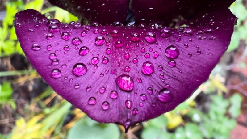 Wetterumschwung: Es wird regnerisch