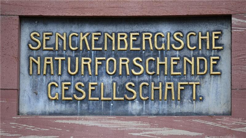 300.000 Jahre alt - Forscher finden DNA von Pferde-Vorfahren Wie auch die Schöninger Speere soll die DNA rund 300.000 Jahre alt sein. (Symbolbild)