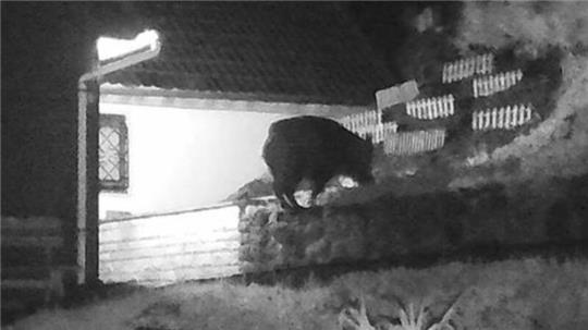 Wie eine Überwachungskamera zeigt, haben die Wildschweine in St. Andreasberg keine Probleme damit, in die Gärten zu gelangen.