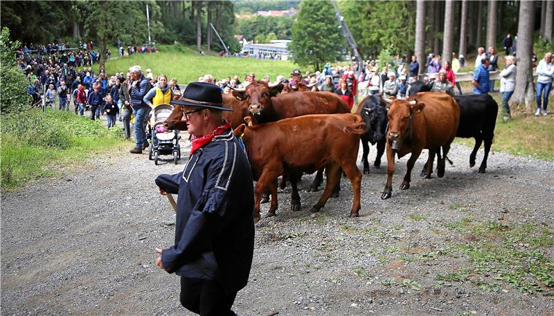 Braunlages Kühe ziehen auf die Alm am Wurmberg Wie hier im Jahr 2019 wird auch am Samstag wieder eine Herde Kühe begleitet von einer Herde Menschen zum Hexenritt ziehen. Archivfoto: Jung