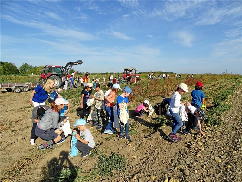 Kinder können Kartoffeln und Kürbisse ernten Wie im vergangenen Jahr, können Kinder am Wochenende wieder, Kartoffeln sammeln. Archivbild: Exner
