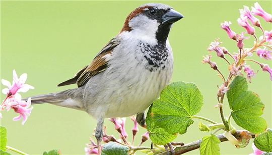Wie viele Spatzen lassen sich beobachten? Die „Stunde der Gartenvögel“ soll darüber Aufschluss geben.