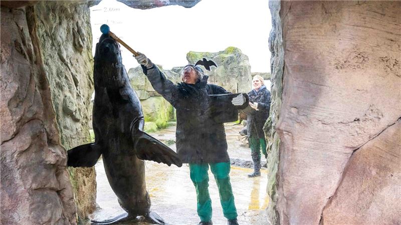 Wie viele Tiere leben im Zoo am Meer in Bremerhaven? Und wie groß sind sie? Das wollen die Tierpfleger und -pflegerinnen auch in diesem Jahr herausfinden. (Archivbild)