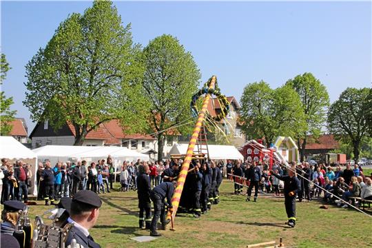 Wiedelaher Tradition: Die Feuerwehr stellt den Maibaum auf.  Foto: Hohaus