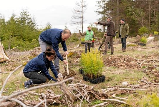 Wiederaufforstung im Landkreis Harz: In Schierke ist die Initiative „Unsere Wälder gestalten – Zukunft schaffen“ seit Frühjahr 2023 am Werk. Die Aktion wurde durch die Firma Mercer Holz aus Rosenthal (Rennsteig) ins Leben gerufen.  Foto: Privat