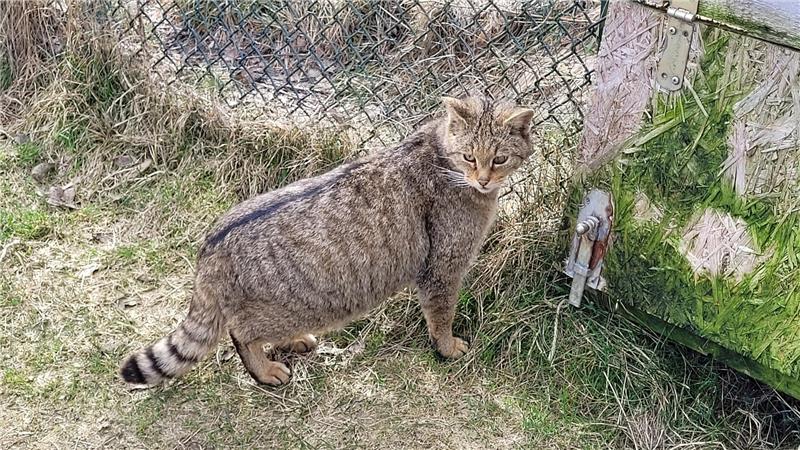 Wildkatze Clarence ist seit 2017 im Gehege bei Bad Harzburg zuhause und wird im April zehn Jahre alt. Ihr besonderes Merkmal: sie schielt.