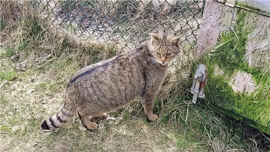 Wildkatze Clarence ist seit 2017 im Gehege bei Bad Harzburg zuhause und wird im April zehn Jahre alt. Ihr besonderes Merkmal: sie schielt.