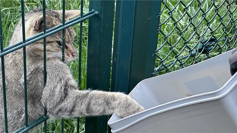 Diese süßen Wildkatzenbabys lagen zum Sterben an der Autobahn Wildkatze Karlo holt sich sein Futter mit Vehemenz aus der Box.