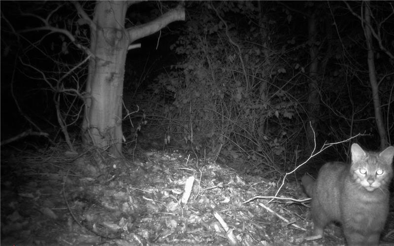 Eine Wildkatze schaut in die Kamera.