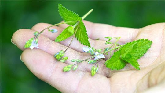 Wildkräuter haben verschiedenste Eigenschaften. Während der Führungen zeigt Expertin Barbara Dancs diese auf.