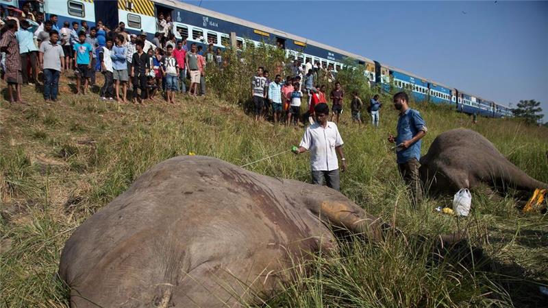 Wildlebende Elefanten werden in Indien immer wieder Opfer von Zugunglücken. Intelligente Systeme sollen helfen, das zu verhindern.