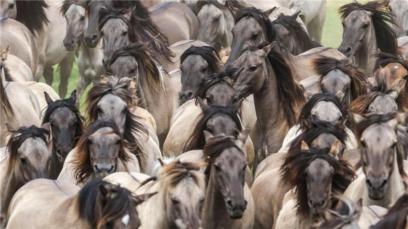 Wildpferdefang bei Dülmen: 26 Junghengste gefangen Wildpferde im Münsterland bei Dülmen - einmal im Jahr werden die Junghengste gefangen.