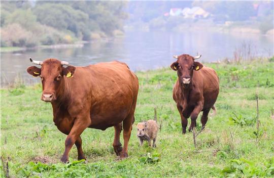 Wildschwein „Frida“ läuft zwischen zwei Kühen auf einer Weide an der Weser im Landkreis Holzminden. Der Frischling hat sich vor einigen Wochen einer Herde Rotes Höhenvieh vom Biohof Familie Stapel in Grave bei Brevörde angeschlossen.
