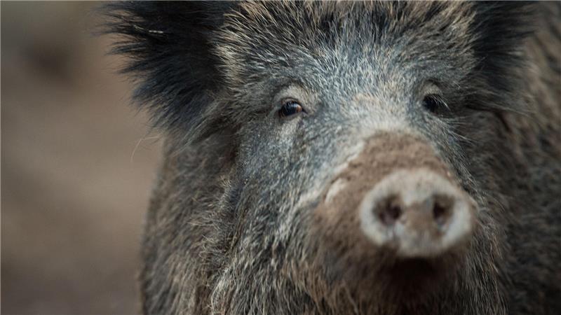 Das Bild zeigt ein Wildschwein frontal mit Blick auf die Schnauze.