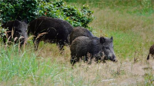 Wildschweine suchen immer öfter die Nähe zur Stadt. In St. Andreasberg ist das zum Problem geworden.