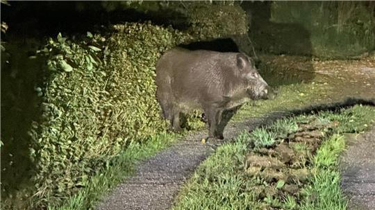 Wildschweine treiben sich des Nachts in Altenauer Gärten umher und verursachen dort viele Schäden. Jetzt reagiert die Stadtverwaltung.