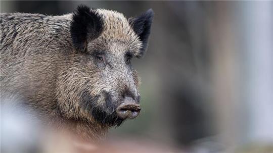 Wildschweine wagen sich immer öfter in die Siedlungen der Menschen.