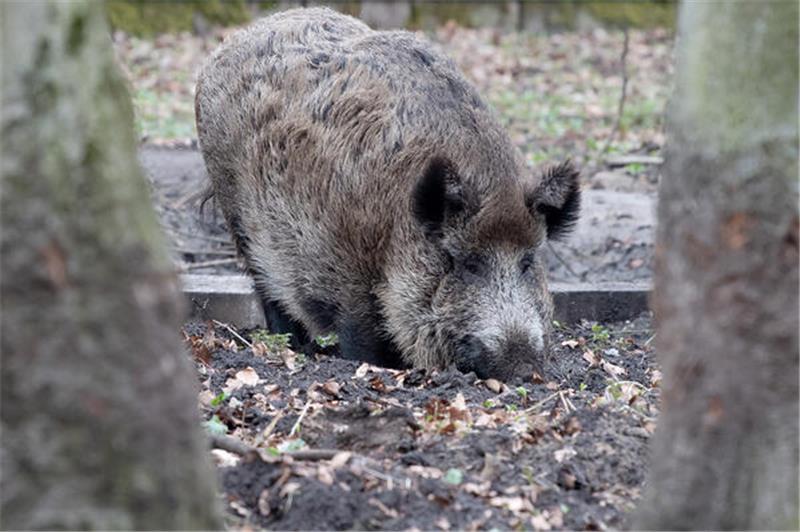 Wildschweinschäden sind im Oberharz ein Dauerthema.