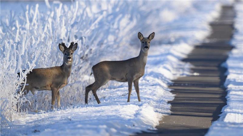 Wildtiere brauchen im Winter mehr Energie, die Nahrungssuche ist schwieriger. (Archivbild)