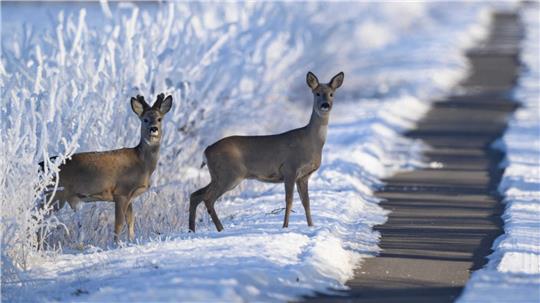 Wildtiere brauchen im Winter mehr Energie, die Nahrungssuche ist schwieriger. (Archivbild)