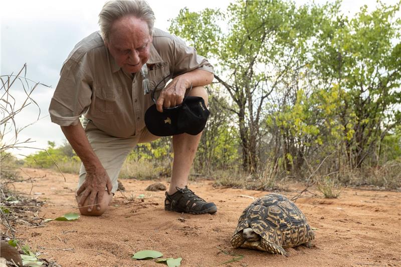 Hamburger rettet Natur und Tiere in Simbabwe Wilfried Pabst entdeckt bei einer Buschwanderung in seinem Naturschutzgebiet Sango im Südosten Simbabwes eine Pantherschildkröte, die bis zu 60 Jahre alt werden kann.