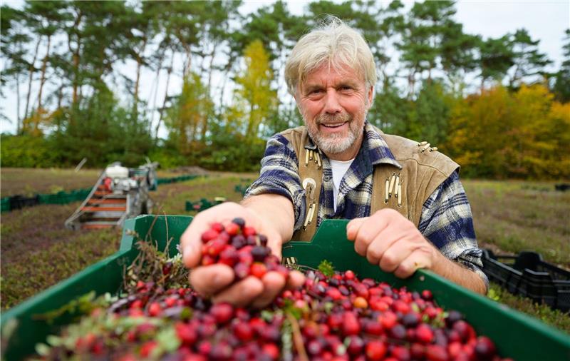 Wilhelm Dierking hält frisch geerntete Cranberries in der Hand.