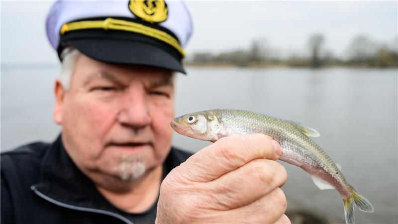 Wilhelm Grube hält einen frisch gefangenen Stint in der Hand (Archivbild). Die Stintsaison in der Elbe nimmt Fahrt auf.