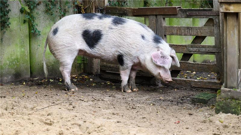 Bilder des Tages Wilma ist ein Schwein mit Herz.