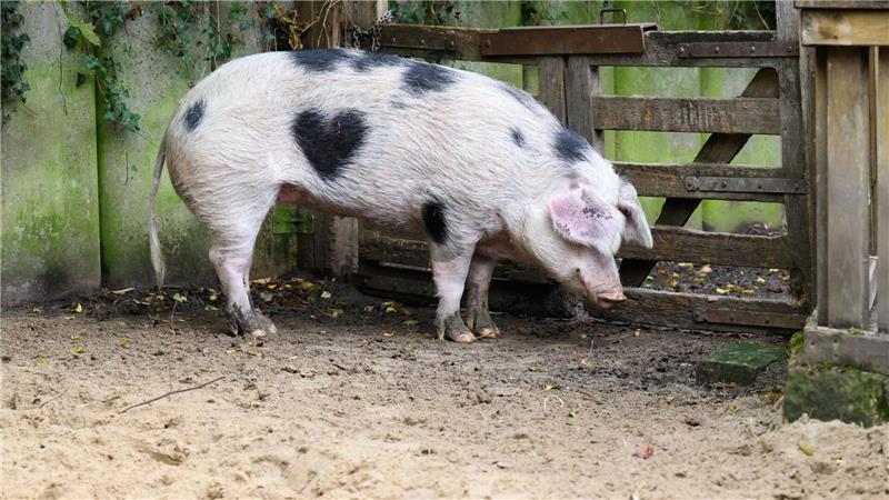 „Wilma“ wird von den Pflegern auch „Herzchen“ genannt.