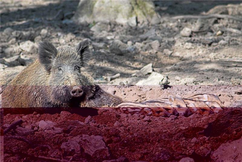 Windschweine sind in Wieda weiter ein Problem. Foto: Forstamt