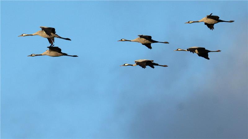 Winterflucht: Tausende Kraniche sind erst jetzt gen Süden losgezogen. (Symbolbild)