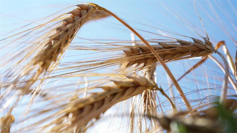 Sorge um die Ernte: Dürre und Hitze treffen Europas Bauern Wintergerste - hier vor einigen Wochen und kurz vor der Ernte - ist eine wichtige Getreideart in Deutschland. (Archivbild)