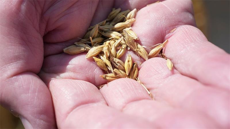 Wintergerste wird jetzt vom Feld geholt. Danach folgen Weizen und Roggen.