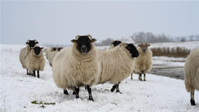 Winteridylle am Deich: Skudden-Schafe im Schnee