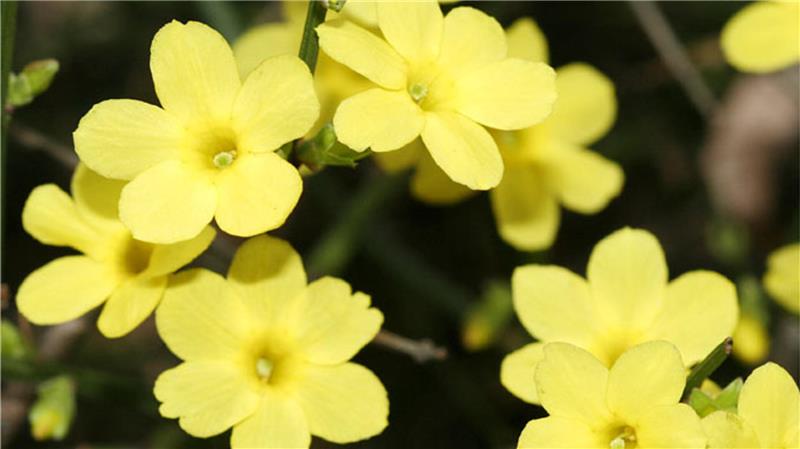 Wo Winterblüher ihren großen Auftritt haben gelbe Blüten