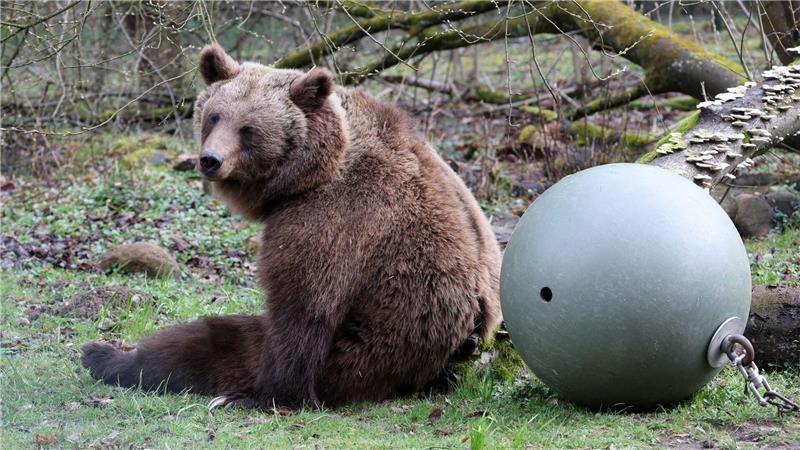 Winterruhe beendet: Bärenwald Müritz öffnet wieder