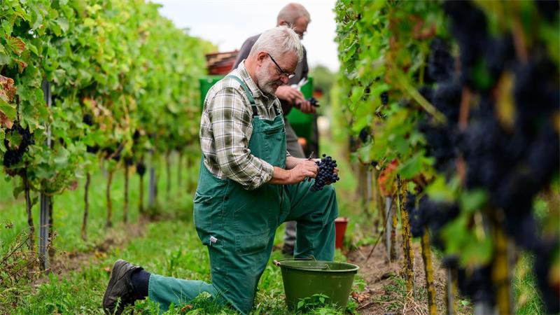Weinlese im Norden: Solaris statt Riesling Winzer Jan Alvermann beginnt mit der Weinlese.