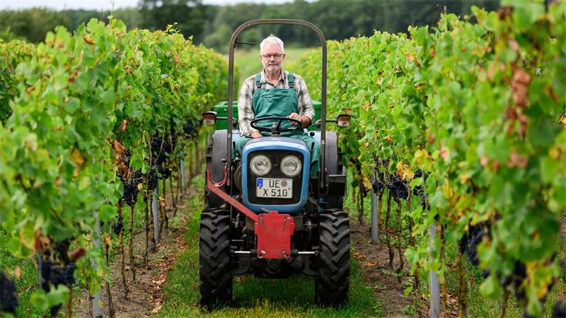 Weinlese im Norden: Solaris statt Riesling Winzer Jan Alvermann fährt die Weinreben ab.