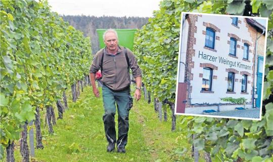Winzer Matthias Kirmann ist mit der Butte, einem Rückentragekorb, unterwegs zwischen den Weinstöcken im Harz. Im kleinen Foto: Das einzige Weingut im Harz - mitten in Westerhausen gelegen. Fotos: Erwin Klein/Funke Medien Gruppe