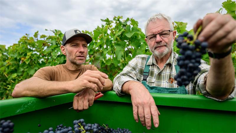 Winzermeister Christian Wolfgang und Winzer Jan Alvermann begutachten die Trauben. 