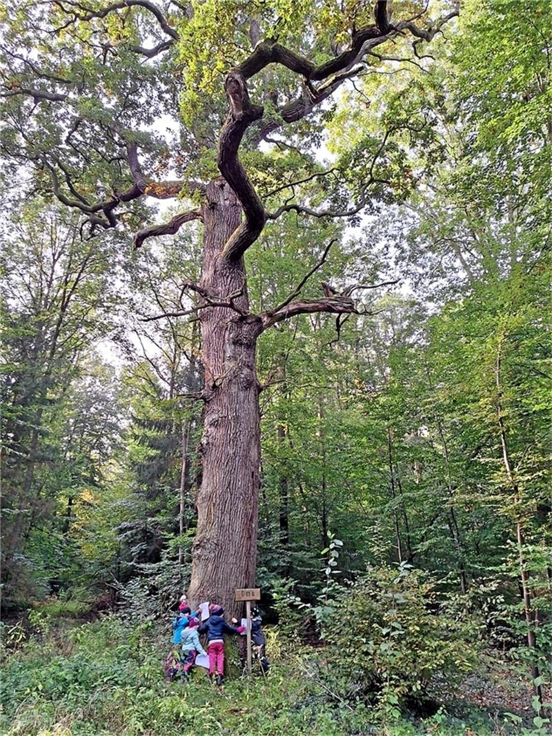 Winzig wirken die Kinder im Vergleich zum „Oma“-Baum. Foto: Hohaus